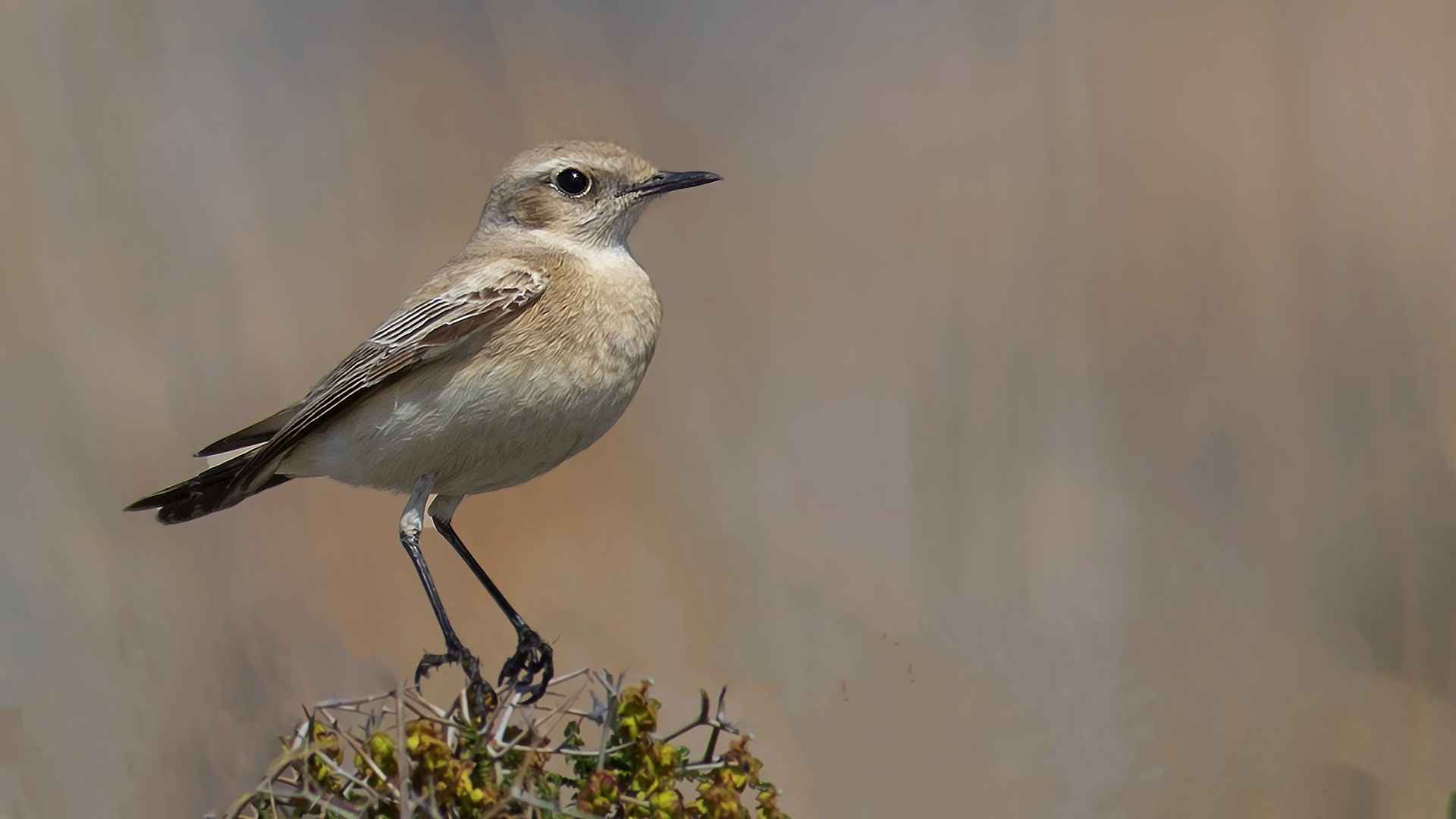 Desert Wheatear